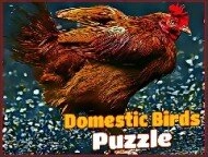 Domestic Birds Puz...