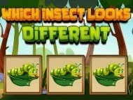 Which Insect Looks...